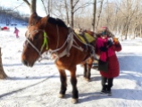 Horse sled driver