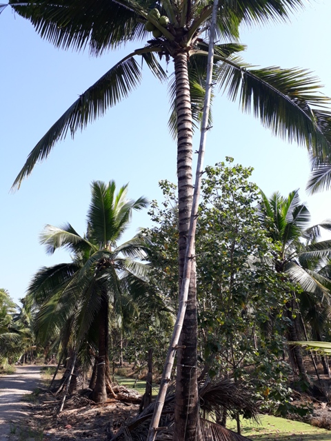 coconut-sugar-making17