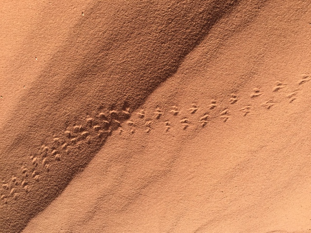 Desert tracks 1